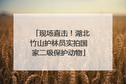 现场直击！湖北竹山护林员实拍国家二级保护动物