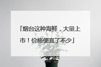 烟台这种海鲜，大量上市！价格便宜了不少