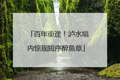 百年重逢！泸水境内惊现短序醉鱼草