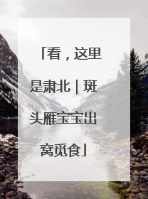 看，这里是肃北｜斑头雁宝宝出窝觅食
