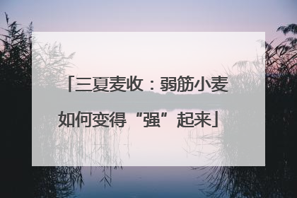 三夏麦收：弱筋小麦如何变得“强”起来