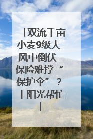 双流千亩小麦9级大风中倒伏 保险难撑“保护伞”？丨阳光帮忙
