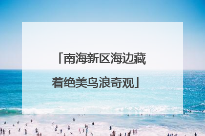 南海新区海边藏着绝美鸟浪奇观