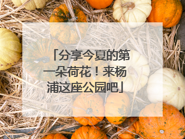 分享今夏的第一朵荷花！来杨浦这座公园吧