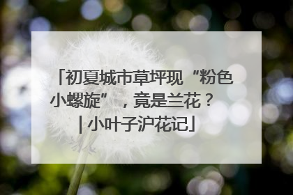 初夏城市草坪现“粉色小螺旋”，竟是兰花？ | 小叶子沪花记