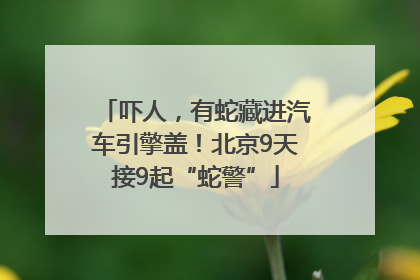 吓人，有蛇藏进汽车引擎盖！北京9天接9起“蛇警”