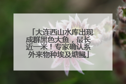 大连西山水库出现成群黑色大鱼，最长近一米！专家确认系外来物种埃及塘鲺