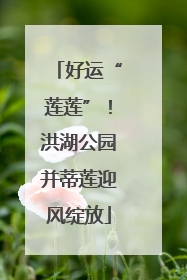 好运“莲莲”！洪湖公园并蒂莲迎风绽放