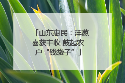山东惠民：洋葱喜获丰收 鼓起农户“钱袋子”