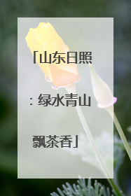 山东日照：绿水青山飘茶香
