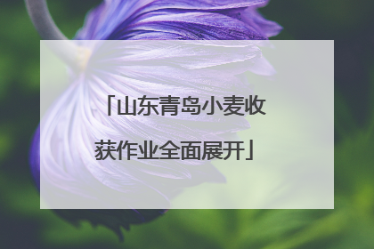 山东青岛小麦收获作业全面展开