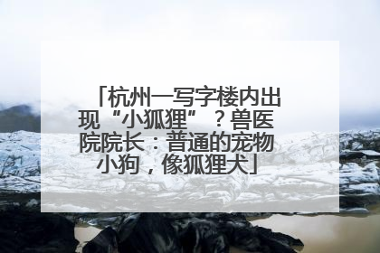 杭州一写字楼内出现“小狐狸”？兽医院院长：普通的宠物小狗，像狐狸犬