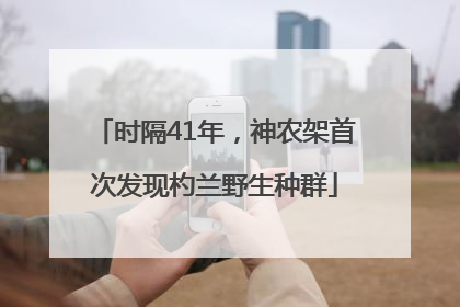 时隔41年，神农架首次发现杓兰野生种群