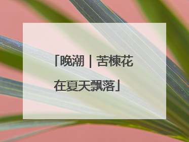 晚潮｜苦楝花在夏天飘落