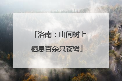 洛南：山间树上栖息百余只苍鹭