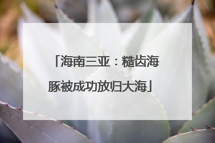海南三亚：糙齿海豚被成功放归大海