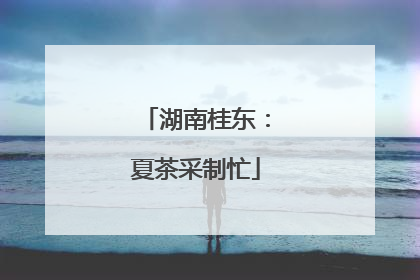 湖南桂东：夏茶采制忙