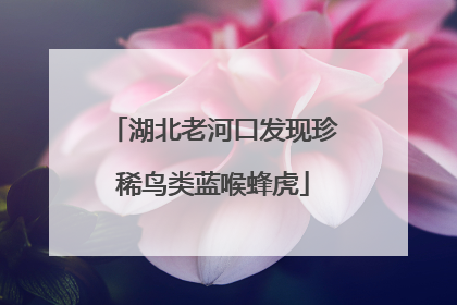 湖北老河口发现珍稀鸟类蓝喉蜂虎