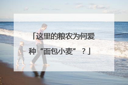 这里的粮农为何爱种“面包小麦”？