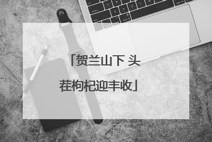 贺兰山下 头茬枸杞迎丰收