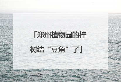 郑州植物园的梓树结“豆角”了