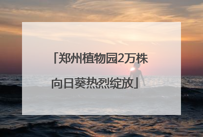 郑州植物园2万株向日葵热烈绽放