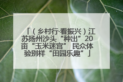 （乡村行·看振兴）江苏扬州沙头“种出”20亩“玉米迷宫” 民众体验别样“田园乐趣”