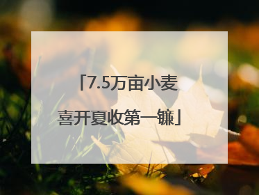 7.5万亩小麦喜开夏收第一镰